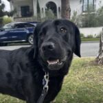Rosie O'Donnell Instagram - kuma #guidedogsofamerica