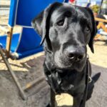 Rosie O'Donnell Instagram - kuma the beach bum #guidedogsofamerica