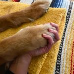 Roxane Gay Instagram - The latest essay in my series with @everand_us is from Elaine Castillo writing about dog rescue, becoming a dog person, and the history of dog training. A link to this beautiful essay can be found in my bio.