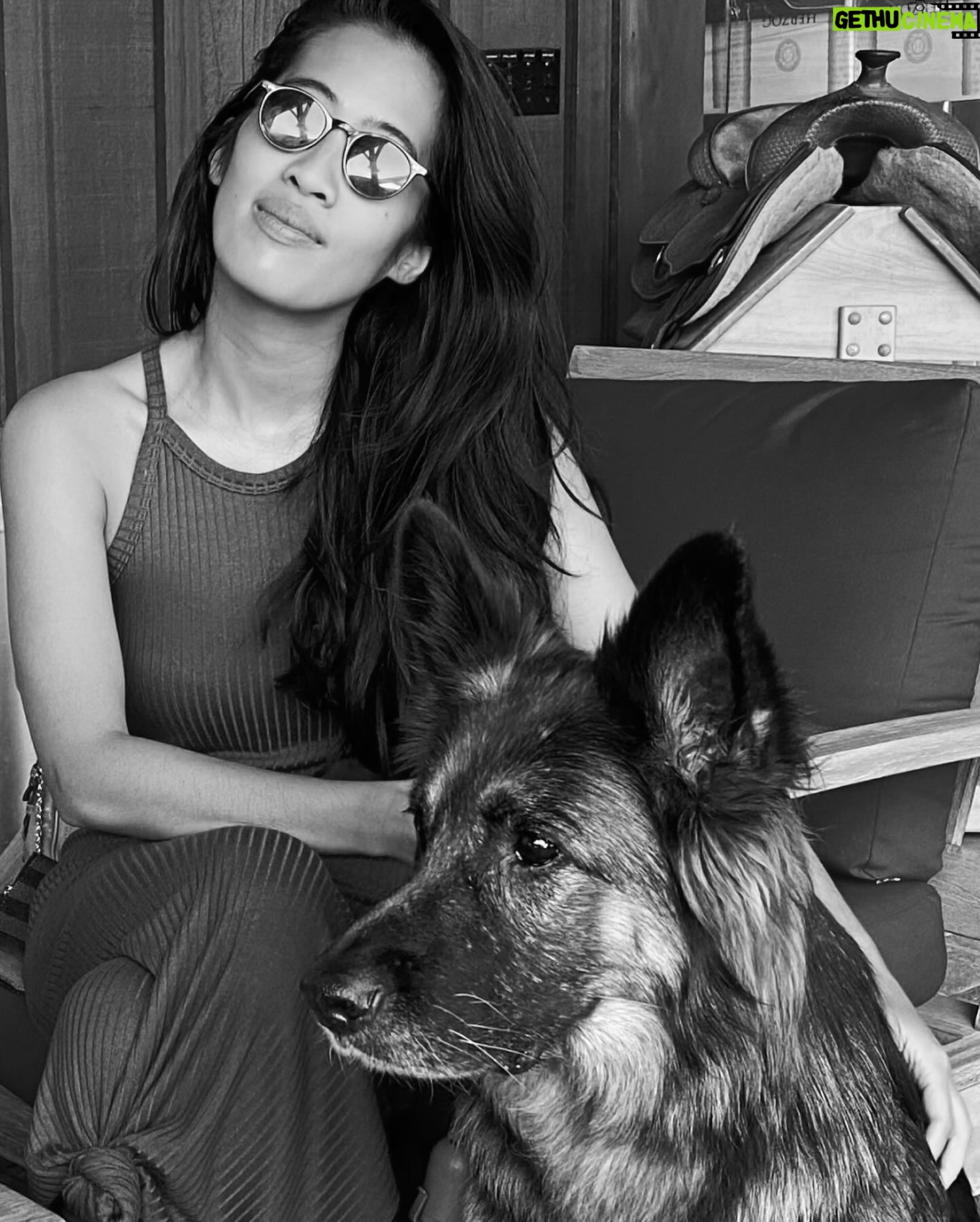 Roxane Gay Instagram - The latest essay in my series with @everand_us is from Elaine Castillo writing about dog rescue, becoming a dog person, and the history of dog training. A link to this beautiful essay can be found in my bio.
