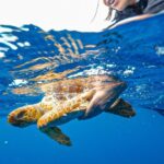 Ruth Lorenzo Instagram – @ruthlorenzomusic liberando una tortuga boba en Tenerife, después de que fuera rehabilitada en el Centro de Recuperación de Fauna Silvestre La Tahonilla. 

Los Centros de Recuperación de Fauna realizan una labor muy importante, sobre todo en lugares con tanta biodiversidad como las Islas Canarias. 

Este día, en solo 2 horas, liberamos tres tortugas bobas y vimos delfines moteados, delfines comunes y calderones tropicales. Sigamos cuidando nuestra biodiversidad y nuestros paisajes, porque es lo que hace que cada lugar sea único.

Con @bonadea2.diomedea 🐋