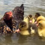 Sónia Tavares Instagram - Venho só deixar aqui esta coisa fofa ☺️ Mãe é quem cria☝️ 🐔 🦆🦆🦆🦆🦆