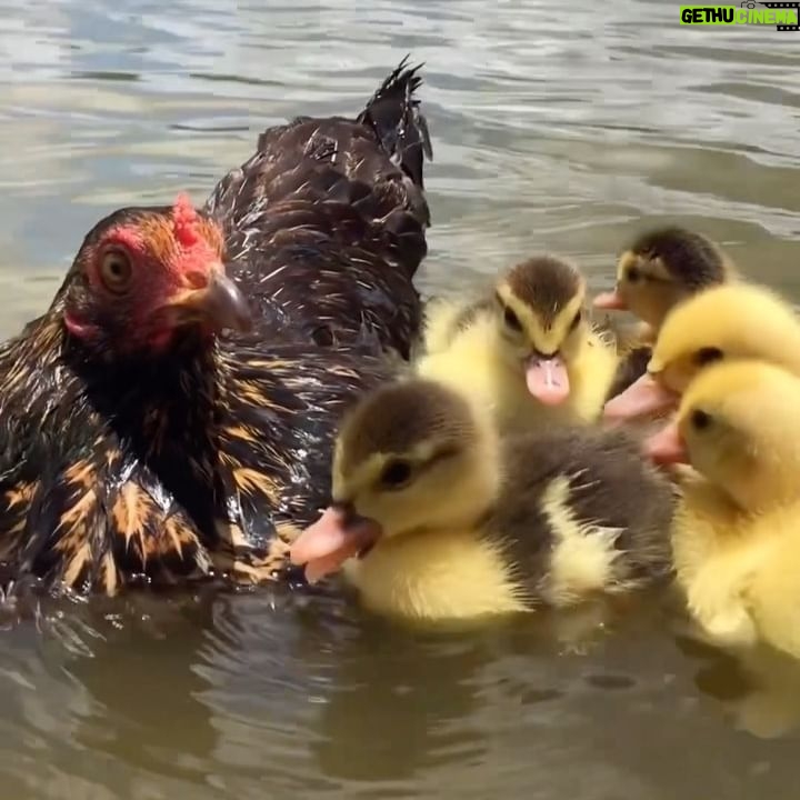 Sónia Tavares Instagram - Venho só deixar aqui esta coisa fofa ☺️ Mãe é quem cria☝️ 🐔 🦆🦆🦆🦆🦆