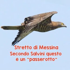 Sabina Guzzanti Instagram - Un falco pecchiaiolo sembra anche lui determinato a fermare il ponte