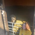 Sadie Soverall Instagram - New friend at the farm 🐑
