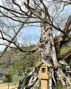 Sae Miyazawa Instagram - 出雲大社⛩️🪢
2年前初参拝に来た時なんだかまた来れそうな場所だなと親近感があり、そしたらやっぱりまた来ることができました☺︎
2年分の感謝を伝えて『また来ます』ともお伝えしてきました。
樹齢約1000年の木からはパワーを頂きました。
歯を出して笑った写真はどれも顔がパンパンだたので口閉じた写真ばかりだけど。
ここ3年お仕事で年に一度は島根県に来れて嬉しい！
あと全然関係ないけど赤髪なうでっす🤗
．
#出雲大社
#お参りの時32円がいいらしいの知ってたー？
#東京生まれ東京育ちだけど島根スサノオマジック応援してます🏀