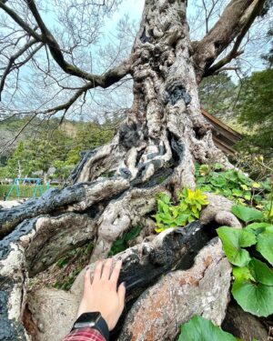 Sae Miyazawa Instagram - 出雲大社⛩️🪢
2年前初参拝に来た時なんだかまた来れそうな場所だなと親近感があり、そしたらやっぱりまた来ることができました☺︎
2年分の感謝を伝えて『また来ます』ともお伝えしてきました。
樹齢約1000年の木からはパワーを頂きました。
歯を出して笑った写真はどれも顔がパンパンだたので口閉じた写真ばかりだけど。
ここ3年お仕事で年に一度は島根県に来れて嬉しい！
あと全然関係ないけど赤髪なうでっす🤗
．
#出雲大社
#お参りの時32円がいいらしいの知ってたー？
#東京生まれ東京育ちだけど島根スサノオマジック応援してます🏀