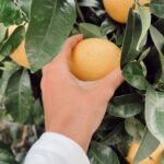 Sahar Golestani Instagram - Life lately 🍊🫸🏼 went to Detroit, caught a stomach virus, died a little, came back.. continued dying and now I’m alive 😀🥹