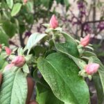 Sahar Valadbeygi Instagram – ⭐️خوب بودن

هر ویروسی برای آنکه خودش را تکثیر کند به بدنی محتاج است، به میزبانی که پذیرایش باشد. ویروس اگر بر در و دیوار بماند و کسی به او دست نزند، سرانجام از بین خواهد رفت.

هر رذیلتی نیز به بدنی محتاج است، به تنی که آن را در خود جا بدهد.

دروغ اگر روی زمین افتاده باشد و کسی آن را بر ندارد، خواهد مرد. اما دروغ را که در دهان می گذاری جان می گیرد؛ دروغ  را که می گویی زنده می شود و خودش را می سازد و تکثیر می کند و سرایت می کند از این دهان به آن دهان.

نفرت اگر روی زمین افتاده باشد، خودش خواهد مرد اما وقتی آن را بر می داری و در دلت می گذاری، از تو تغذیه می کند تا بزرگ شود. حیات او ممات تو خواهد شد. تنت میزبان نفرت می شود. او تمام تو را می خورد تا زنده بماند. تو هر روز متنفرتر و متنفرتر و متنفرتر می شوی تا نفرت جان بگیرد. تو می میری تا نفرت زنده بماند.

حسادت هم همین است، خشمگینی و کینه ورزی و بدخواهی و حیله گری و دسیسه چینی و بی رحمی و بد اندیشی هم همین طور است. همه شان بدن می خواهند، میزبان می خواهند. جسمی می خواهند تا آن را بخورند، روحی می خواهند تا سوارش شوند.
آنها تنت را می خورند، روحت را می خورند، قلبت را می خورند، جانت را می خورند. بعدها جنازه ات را هم خواهند خورد.

حالت خوش نیست؟ شاید که بیماری. 
بدنت را نگاه کن، روحت را، جانت را، روانت را، قلبت را، ببین کدام رذیلت در تو جا خوش کرده است. ببین میزبان کدامینی ؟ 
خوب بودن،  ماجرای ترس از دوزخ و طمع بهشت نیست. قصه ثواب و عقاب نیست. شریعت نیست، طریقت هم نیست. خوب بودن همان عقلانیت است. همان سلامت است.
 خوب بودن این است که نگذاری رذیلت ها در تنت تکثیر شوند، این است که نگذاری روحت میزبان ناراستی ها باشد.

حالت خوب می شود اگر  جانت مزرعه پلشتی ها نباشد.

عرفان نظرآهاری  #عرفان_نظرآهاری  #خوب #حال_خوب  #بهار #شکوفه #به