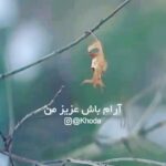 Sahar Valadbeygi Instagram - 🤍 @shamselangeroodi
