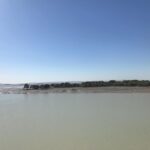 Sahar Valadbeygi Instagram - به طبیعت نگاه کن بنگر که یک گل چه اندازه حضور دارد، چه اندازه تسلیم زندگی است. نسبت به صداهای ظریف و بی شمار طبیعت هشیار شو، خش خش برگ ها در باد، ریزش قطره های باران، وزوز حشره ها، نخستین چهچهه پرندگان در صبحگاهان. خود را به طور کامل در اختیارگوش سپردن قرار ده. فراتر از صداها چیزی بزرگ تر وجود دارد:تقدسی که نمی توان از طریق فکر آن را فهمید. آیا هیچگاه به گیاهی که در منزل داری، به راستی نگریسته ای؟آیا اجازه داده ای که آن موجود آشنا و در عین حال اسرارآمیزی که گیاه می خوانیمش، رازهایش را به تو بیاموزد؟آیا توجه کرده ای که از چه آرامش ژرفی برخوردار است؟چگونه در احاطه میدانی از سکون قرار دارد؟همین که متوجه سکون و آرامشی که گیاه منتشر می کند شوی،آن گیاه آموزگار تو می شود. آنچه را سنگ ها، گیاهان و حیوانات هنوز می دانند، فراموش کرده ایم. فراموش کرده ایم که چگونه باشیم، آرام باشیم. خودمان باشیم، آنجا که زندگی هست باشیم: اینجا و اکنون! هرگاه توجهت را به هر چیز طبیعی، هر چیزی که بدون دخالت بشر به وجود آمده است معطوف کنی، از زندان تفکر ذهنی خارج می شوی و تا حدودی در حالتی از وصل با وجود- که هنوز همه چیز به صورت طبیعی در آن زندگی می کند- شرکت می جویی. معطوف کردن توجه به سنگ، درخت یا حیوان به این مفهوم نیست که به آن فکر کنی، بلکه فقط آن را مشاهده کن و درهوشیاری ات نگه دار. #اکهارت تله @eckharttoll