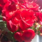 Sahar Valadbeygi Instagram - 《قوی باش》 من به تو می‌گویم که قوی باشی و می‌دانم که گاهی کلمات، واقعا معجزه می‌کنند. من روزهای سخت زیادی دیده‌ام، رنج‌های زیادی کشیده‌ام و اندوه زیادی را به جانم، خریده‌ام. من تا انتهای دردهای زیادی رفته‌ام، زخم‌های زیادی را به جان لمس کرده و پایان اندوه‌های زیادی را به چشم، دیده‌ام. من به تو می‌گویم که قوی باشی چون دیده‌ام که تمام مسیرهای درد، به مقصدهای خوبی می‌رسند و هیچ مسیری خالی از امّید نیست. که هیچ شبی بدون ماه و هیچ ماهی، بدون خورشید نیست. من به تو می‌گویم که قوی باش و ایمان دارم که گاهی کلمات، واقعا معجزه می‌کنند... #نرگس_صرافیان_طوفان @narges_sarrafian_toofan #دلنوشته #معجزه #قوی #ایمان #مسیر #مثبت #مثبت_اندیشی #خدا #سحر #سحرولدبیگی #گل