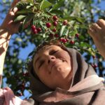 Sahar Valadbeygi Instagram - ‍ 🍒 هر میوه کوچک شهرزادی است تنها کسی که فصل به فصل پا به پای درختان دویده باشد، می تواند از چشیدنِ طعم میوه ای کوچک به شور و شادمانی برسد. میوه هایی که از دکان می خری، غمگینند. گنگ و غریبه و بی زبان. می ترسند از مردمی که جز خوردنشان کاری با آنها ندارند. هر میوه کوچک اما شهرزادی است، راوی هزار و یک قصه. هر میوه را پیش از آنکه بر دهان بگذاری، بر چشم بگذار. تا قدرش را ببینی و بر گوش بگذار تا قصه اش را بشنوی.. سرکار خانم عرفان نظرآهاری #آسمان #آبی #درخت #میوه #دختر #شهرزاد #فصل #تابستان #آلبالو #قرمز #تابستانه #آرامش #راوی #قصه #دلنوشته #عرفان_نظرآهاری 🍒 #سحرولدبیگی