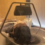 Sahiba Bali Instagram - baal baal dekho 🥹 [ korean hair spa, hair spa, chinese hair spa, hair treatment, korean skincare ]