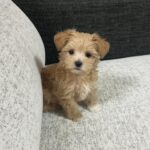Saito Yuri Instagram - 結構前に先住犬が亡くなり実家でお祝い事が 重なったタイミングで両親がお迎えしたいと 言っていたころなので一緒にみにいって わんちゃんを両親にプレゼントしました🐶🤎 ⁡ マルプーの男の子です 名前は"ラテ" ⁡ ストーリーには載せてたけどこれから ちょいちょい登場するかもしれないので よろしくお願い致します♡♡♡ ⁡ ラテさんこれからもいっぱいご飯食べて大きくなってね♡ #マルプー #まるぷー #ラテ #実はラテさんってさん付けで呼んでます 笑