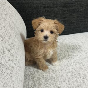 Saito Yuri Instagram - 結構前に先住犬が亡くなり実家でお祝い事が
重なったタイミングで両親がお迎えしたいと
言っていたころなので一緒にみにいって
わんちゃんを両親にプレゼントしました🐶🤎
⁡

マルプーの男の子です 名前は"ラテ"
⁡

ストーリーには載せてたけどこれから
ちょいちょい登場するかもしれないので
よろしくお願い致します♡♡♡

⁡
ラテさんこれからもいっぱいご飯食べて大きくなってね♡

#マルプー #まるぷー #ラテ
#実はラテさんってさん付けで呼んでます 笑