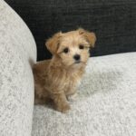 Saito Yuri Instagram - 結構前に先住犬が亡くなり実家でお祝い事が 重なったタイミングで両親がお迎えしたいと 言っていたころなので一緒にみにいって わんちゃんを両親にプレゼントしました🐶🤎 ⁡ マルプーの男の子です 名前は"ラテ" ⁡ ストーリーには載せてたけどこれから ちょいちょい登場するかもしれないので よろしくお願い致します♡♡♡ ⁡ ラテさんこれからもいっぱいご飯食べて大きくなってね♡ #マルプー #まるぷー #ラテ #実はラテさんってさん付けで呼んでます 笑
