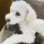 Saki Aibu Instagram - 先日、第二子の女の子を出産致しました。少し小柄ですが元気いっぱい、無事に生まれてきてくれた事に幸せを感じています。 2人育児、また初めてのことだらけで1日1日があっという間に過ぎていきますが。。 焦らず慌てず穏やかに。こんな時だからこそ贅沢に子供と向き合える時間だと思って、今出来ることを楽しんで過ごしていけたらいいなあ。と思っています。 (現実は理想と違ってバタバタしていますが💦) 全然投稿出来ず、心配のメッセージをくれた皆さますみません。私は相変わらず元気です！気にかけてくださった皆様ありがとうございます🙇‍♀️✨