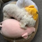 Saki Aibu Instagram - 遅ればせながら、明けましておめでとうございます😊皆様にとって良き一年になりますように✨本年もよろしくお願いいたします✨✨ 写真は溶けたみゅー🐶今年も元気にすごしてくれますように🙌💕