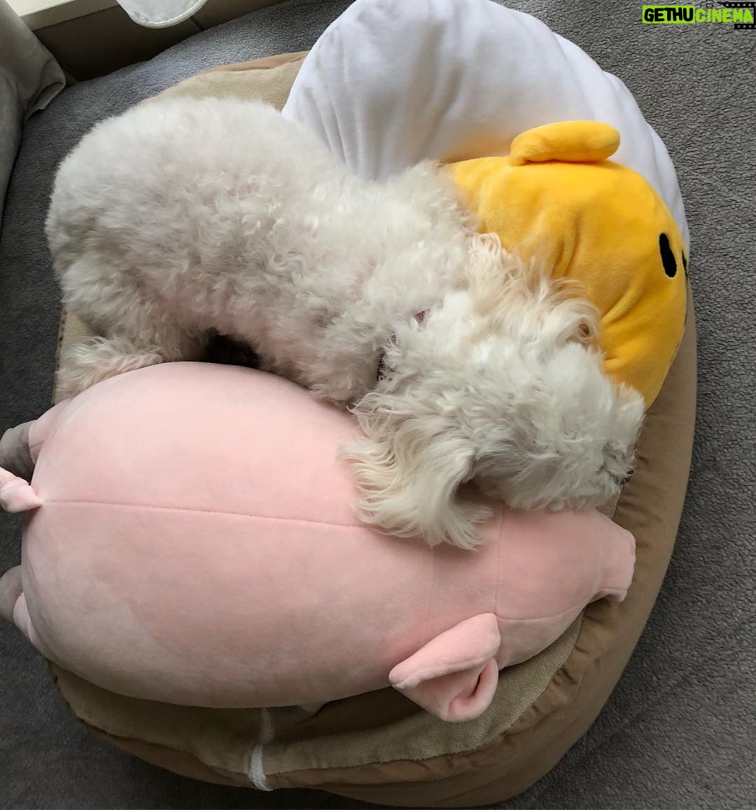 Saki Aibu Instagram - 遅ればせながら、明けましておめでとうございます😊皆様にとって良き一年になりますように✨本年もよろしくお願いいたします✨✨ 写真は溶けたみゅー🐶今年も元気にすごしてくれますように🙌💕