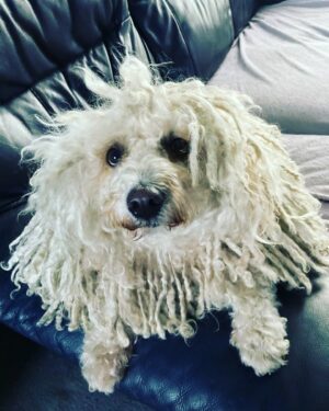 Sally Lindsay Instagram - my baby dog ,missing her today ❤️#puli #dogsofinstagram #dogs