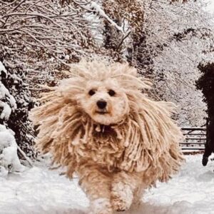 Sally Lindsay Instagram - My snow queen 🥶
#dogsofinstagram #puli #london