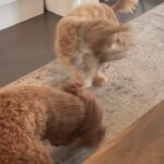 Sam Mewis Instagram - Sock wars
