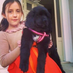 Sam Taylor-Johnson Instagram - RIP Bear 💔 14 years old  She was such an incredible soul. To all those who met her she touched everyone’s heart ♥️ newfoundlands are noble creatures and she was a queen
