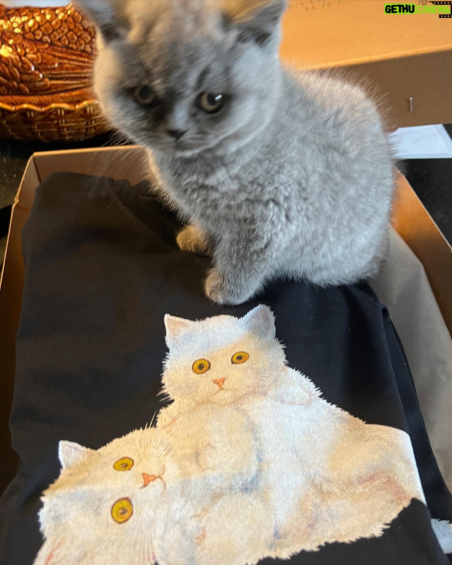 Sam Taylor-Johnson - 8.1K Likes - My husband gave me a kitten and @thevampireswife gave us tee-shirts to match her 🤍