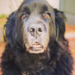Sam Taylor-Johnson Instagram – RIP Bear 💔 14 years old  She was such an incredible soul. To all those who met her she touched everyone’s heart ♥️ newfoundlands are noble creatures and she was a queen