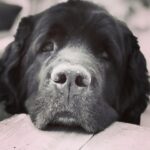 Sam Taylor-Johnson Instagram – RIP Bear 💔 14 years old  She was such an incredible soul. To all those who met her she touched everyone’s heart ♥️ newfoundlands are noble creatures and she was a queen