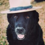 Sam Taylor-Johnson Instagram – RIP Bear 💔 14 years old  She was such an incredible soul. To all those who met her she touched everyone’s heart ♥️ newfoundlands are noble creatures and she was a queen