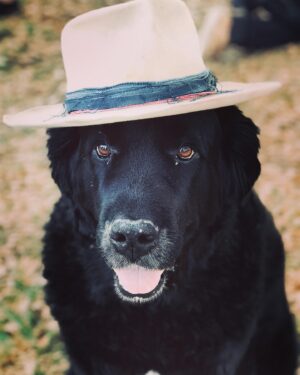 Sam Taylor-Johnson Instagram - RIP Bear 💔 14 years old  She was such an incredible soul. To all those who met her she touched everyone’s heart ♥️ newfoundlands are noble creatures and she was a queen