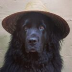 Sam Taylor-Johnson Instagram – RIP Bear 💔 14 years old  She was such an incredible soul. To all those who met her she touched everyone’s heart ♥️ newfoundlands are noble creatures and she was a queen