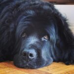 Sam Taylor-Johnson Instagram – RIP Bear 💔 14 years old  She was such an incredible soul. To all those who met her she touched everyone’s heart ♥️ newfoundlands are noble creatures and she was a queen