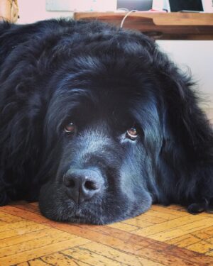 Sam Taylor-Johnson Instagram - RIP Bear 💔 14 years old  She was such an incredible soul. To all those who met her she touched everyone’s heart ♥️ newfoundlands are noble creatures and she was a queen