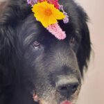 Sam Taylor-Johnson Instagram - RIP Bear 💔 14 years old She was such an incredible soul. To all those who met her she touched everyone’s heart ♥️ newfoundlands are noble creatures and she was a queen
