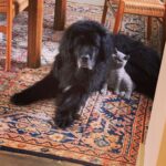 Sam Taylor-Johnson Instagram - RIP Bear 💔 14 years old She was such an incredible soul. To all those who met her she touched everyone’s heart ♥️ newfoundlands are noble creatures and she was a queen