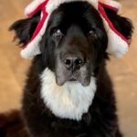 Sam Taylor-Johnson Instagram - Merry Christmas from Bear 🌲