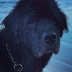 Sam Taylor-Johnson Instagram - RIP Bear 💔 14 years old She was such an incredible soul. To all those who met her she touched everyone’s heart ♥️ newfoundlands are noble creatures and she was a queen
