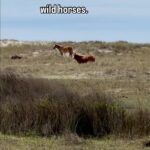 Samantha Brown Instagram - Wild Horses! Just one of the many reasons that a trip to North Carolina’s Crystal Coast is a unique experience. The Cape Lookout National Seashore is also the only designated Internatiomal Dark Sky Park on the Eastern Seaboard. #northcarolina #crystalcoastnc @thecrystalcoast @capelookoutnps #beaufortnc #wildhorses