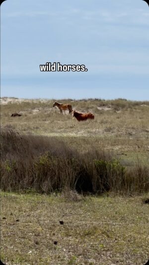 Samantha Brown Instagram - Wild Horses! 

Just one of the many reasons that a trip to North Carolina’s Crystal Coast is a unique experience. 

The Cape Lookout National Seashore is also the only designated Internatiomal Dark Sky Park on the Eastern Seaboard. 

#northcarolina #crystalcoastnc @thecrystalcoast @capelookoutnps #beaufortnc #wildhorses
