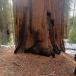Samantha Fekete Instagram - if a sequoia stands in a forest but no one posts pictures about it, does it still exist?