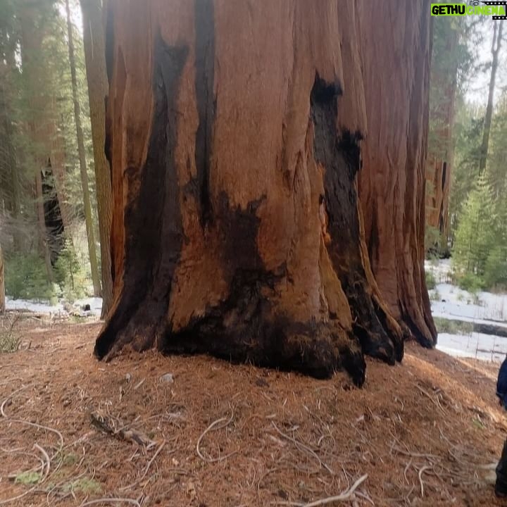 Samantha Fekete Instagram - if a sequoia stands in a forest but no one posts pictures about it, does it still exist?