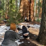 Samantha Fekete Instagram - if a sequoia stands in a forest but no one posts pictures about it, does it still exist?