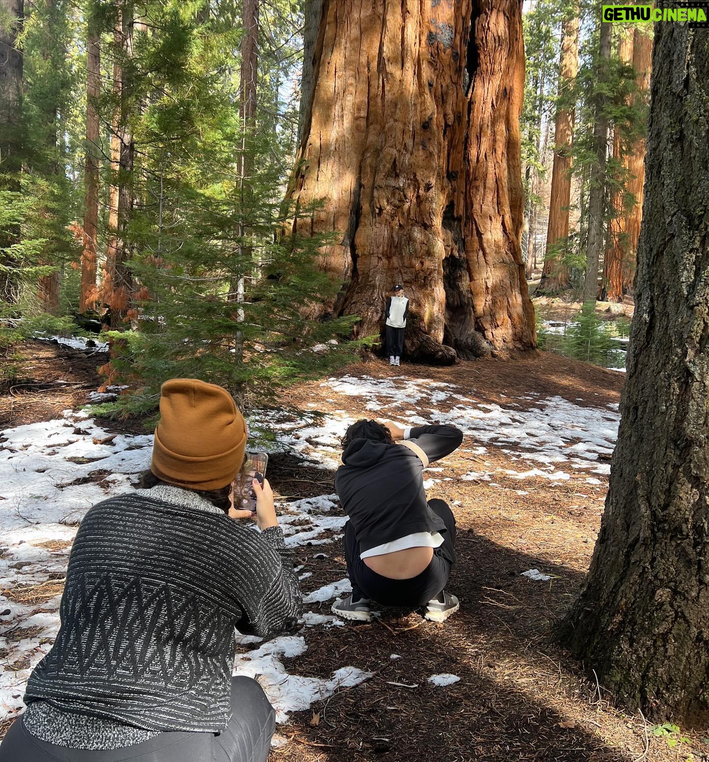 Samantha Fekete Instagram - if a sequoia stands in a forest but no one posts pictures about it, does it still exist?