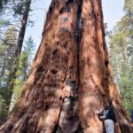 Samantha Fekete Instagram - if a sequoia stands in a forest but no one posts pictures about it, does it still exist?