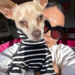 Samantha Irby Instagram - literally us!! the agenda ham snacks me dump truck and jump scare lucky bastard smh the funniest tweet i have ever seen enjoying the go