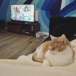 Samantha Irby Instagram - rooting for saku with my little biscuit !!
