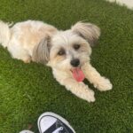 Samantha Lorraine Instagram - ❤️‍🔥🪽 #sunnydays #petunia #perrita